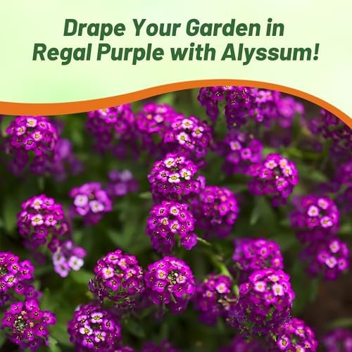 Outsidepride Oriental Nights Alyssum Seeds - 5000 Pcs Annual, Drought-Tolerant & Pollinator-Friendly Ground Cover Seeds w/Fragrant Honey Blooms for Low-Growing Xeriscaping & Outdoor Planting