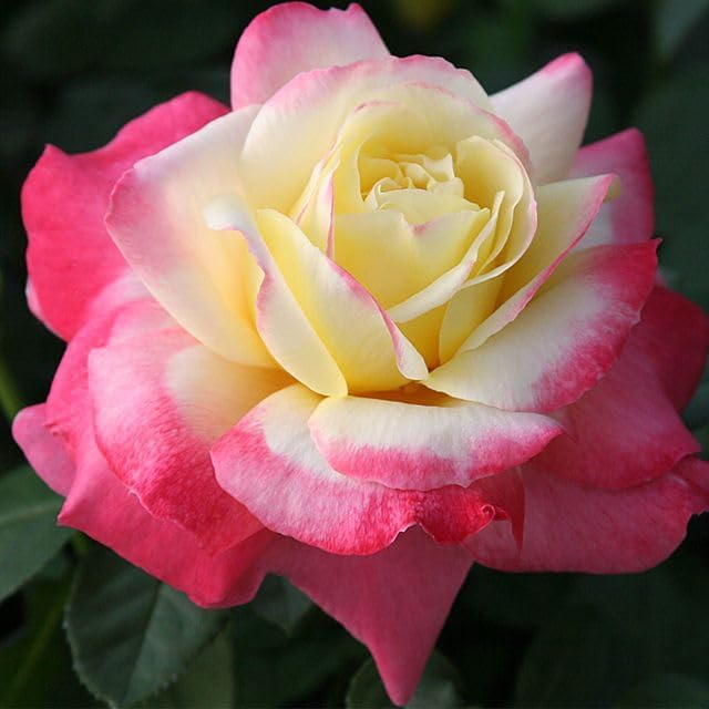 Heirloom Roses Rose Plant - French Perfume™ Multi Rose Bush, Hybrid Tea Live Plant for Planting Outdoors