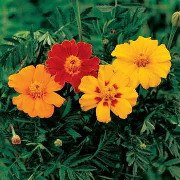 Park Seed Whopper Mix Marigold Flower Seeds – Giant 4-Inch Double Blooms in Yellow, Gold & Orange, Compact and Weather-Resistant Plants, Easy to Grow for Beds or Containers – Pack of 25