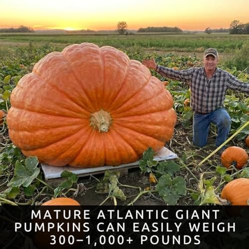 Biggest Pumpkin in The World | 10 Seeds | Grow Atlantic Giant Pumpkins