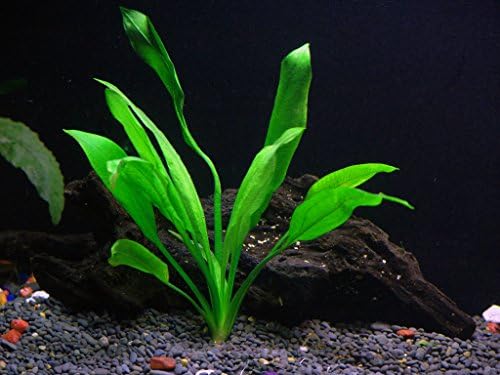 10 Species Live Aquarium Plants Package - Microsorum Java Fern, Swords, Vallisneria and More!