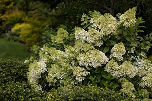 First Editions - Hydrangea pan. Vanilla Strawberry (Panicle Hydrangea) Shrub, #2 - Size Container