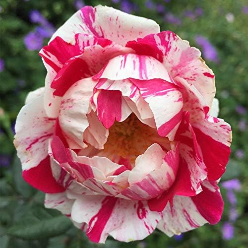 Heirloom Shrub Roses, Live Own Root Plant, Stars 'n' Stripes Forever™ | Very Fragrant, Hardiness Zones: 5-10, Continual Blooming
