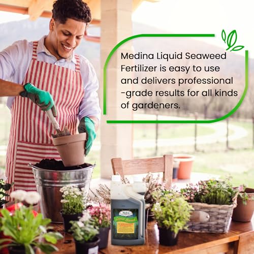 Medina Liquid Seaweed Fertilizer, 1 Gallon | For Plants, Concentrated, Lawn and Garden, Enhances Plant Growth and Soil Health, Ready to Spray, Covers 64000 Sq. Ft.