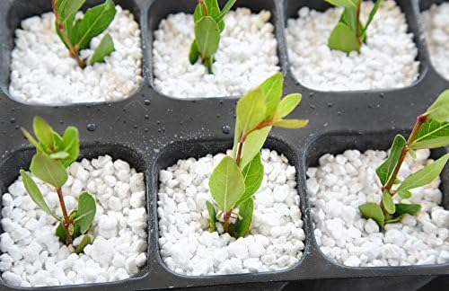 Perfect Plants Organic Perlite, 1 qt, Gardening Soil Drainage & Aeration | Lightweight horticultural mineral, prevents compacting