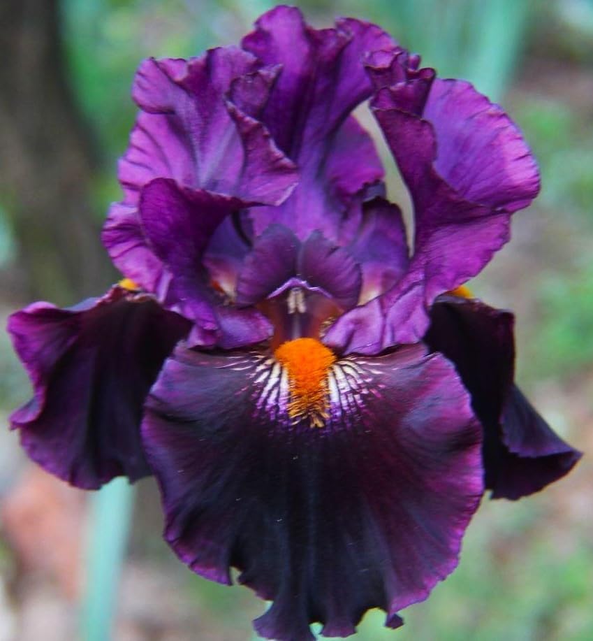 Pretty Flowering Perenials, Reblooming Iris, Dracula's Kiss, Bearded Iris, Root, Plant, Great Spectacular Flower Heads