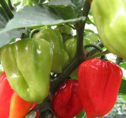 Sweet Pepper "Aji Dulce # 2"-(30 Seeds)Venezuelan Heirloom,Sweet,Flavorful -Rare