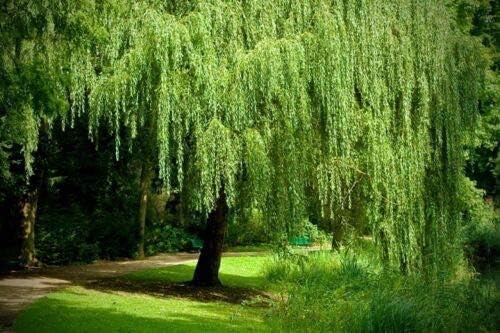 2 Weeping Willow Trees Ready to Plant Beautiful Arching Canopy #BC2