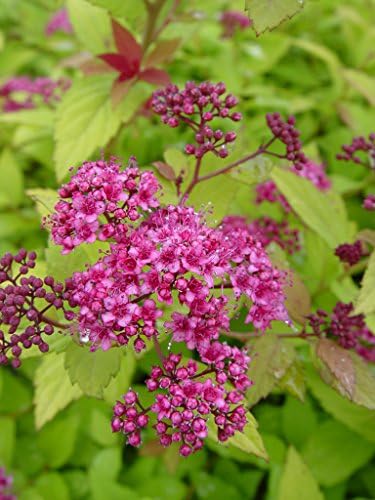 Proven Winners - Spiraea jap. Double Play Gold (Spirea) Shrub, , #3 - Size Container