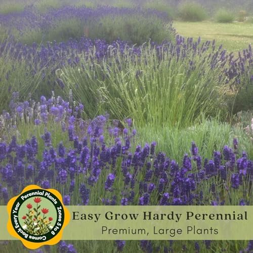 Clovers Garden English Lavender (Lavandula) Hidcote Blue Plants – Two (2) Live Plants – Non-GMO - Not Seeds - Each 4" to 8" Tall – in 4" Inch