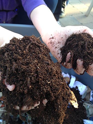 1000 Red Wigglers Composting Worms VERMI Indoor Compost Worm castings Live