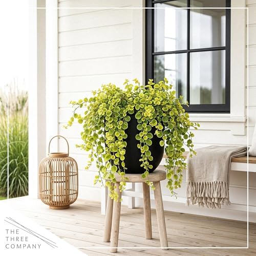 Creeping Jenny (Lysimachia nummularia) (2 Pack) - Live Trailing Ground Cover Perennial, 6" Tall by 4" Wide in 1 Pt Pot