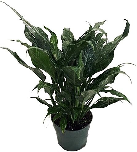 Disco Peace Lily Plant - Spathyphyllium - New - Easy - 6" Pot