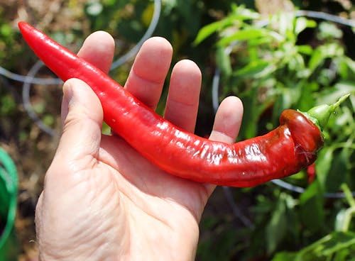 30 Italian Jimmy Nardello's Sweet 12 in. Long Pepper Seeds Heirloom Non-GMO | Prolific, Juicy, Delicious From USA Capsicum annuum