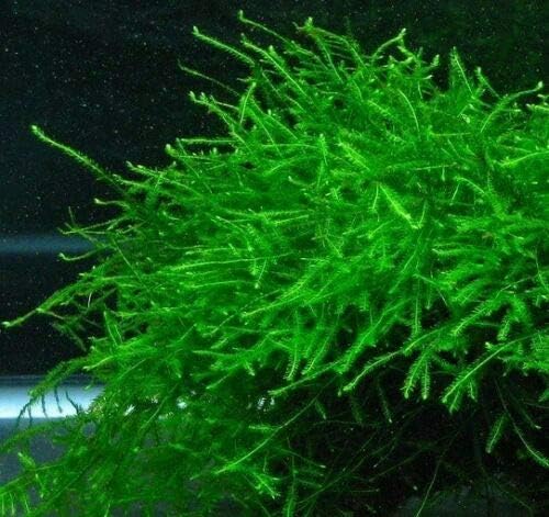 Java Moss Live Aquarium Beginner Plant Tank Planted Golf Ball Size Portion