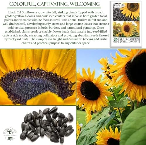 Black Oil Sunflower Seeds (Helianthus annuus) – 150+ Non GMO & Heirloom Seeds by Isla’s Garden Seeds