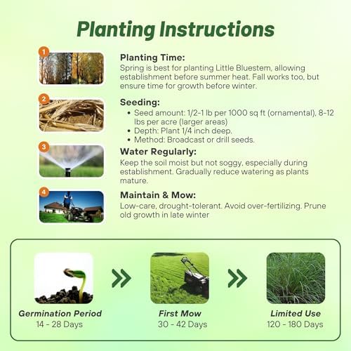 Outsidepride Perennial Little Bluestem Grass Seed - 1 lb. Warm Season, Drought Resistant, Long-Lived Native Prairie Grass Seed, Ideal for Erosion Control, Ornamental Landscaping & Wildlife Gardens