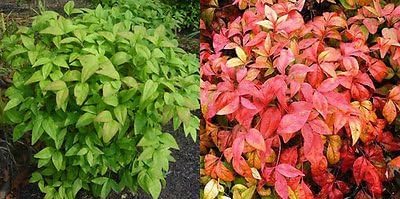 1 Dwarf Nandina Firepower (ornamental shrub)