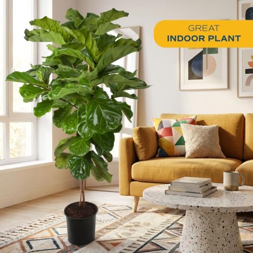 Costa Farms Fiddle Leaf Fig, Live Indoor Plant, Floor Plant