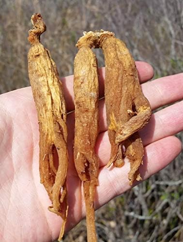 Red Panax Ginseng 1-16oz | 6 Year Old Whole Roots | Korean Red Ginseng | Premium Grade, Very Large | High Ginsenosides for Energy