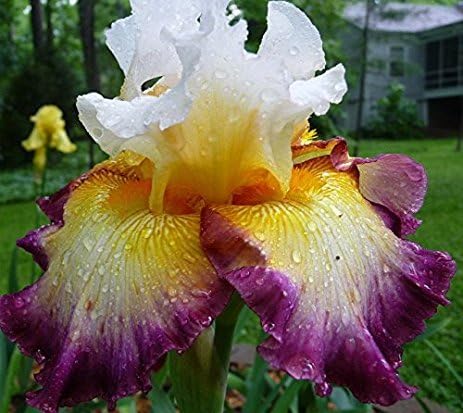 Pretty Bearded Iris, Reblooming German Iris, Color Mix, Fresh Root, Rhizome, Plant, Easy to Grow