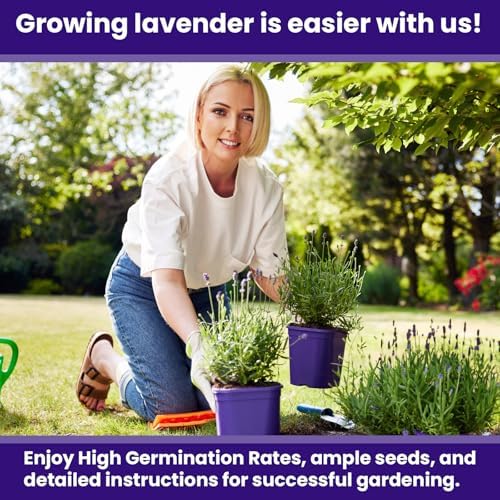 NatureZ Edge1500 English Lavender Seeds for Planting Outdoors or Indoors, 90% Germination, Lavender Plants, Non-GMO, Heirloom Herb Seeds (1 Pack)