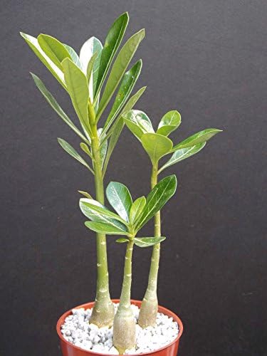 Adenium Obesum Rare Caudex Collection Exotic Bonsai Desert Rose 3 Plants Lot 4"