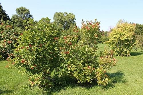 American Cranberry Bush Seeds (Viburnum trilobum) – 25+ Heirloom Seeds per Packet by Isla’s Garden Seeds, Hardy Shrub with Red Berries