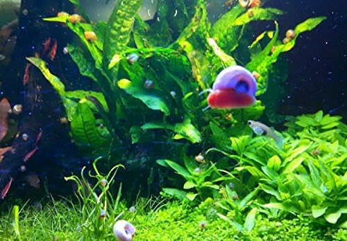 9+ Live Ramshorn Snails Aquarium or Pond, Algae Clean Up! Shipped Daily!