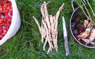 Organic Skirret Plants (Sium sisarum) - Easy to Grow Perennial Root Vegetable like Carrots or Parsnips - Plant Starts