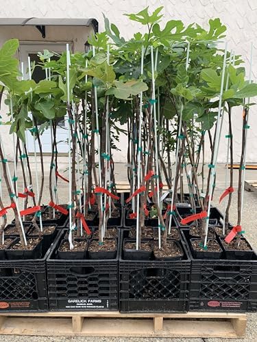 Chicago Hardy Fig Fruit Tree- Premium Size