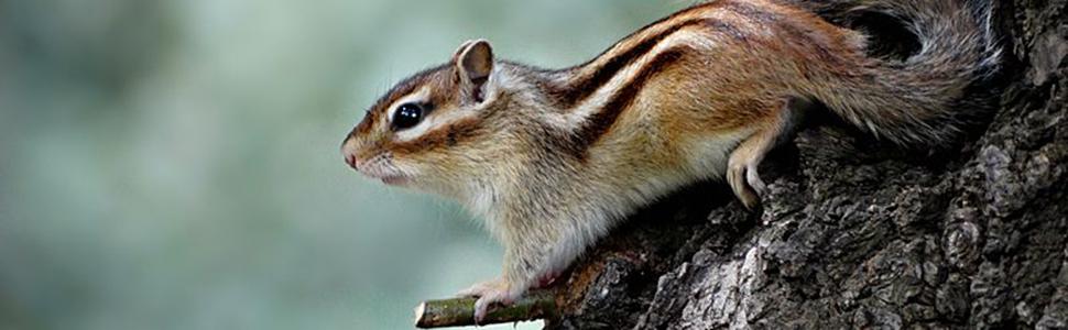 squirrel trap