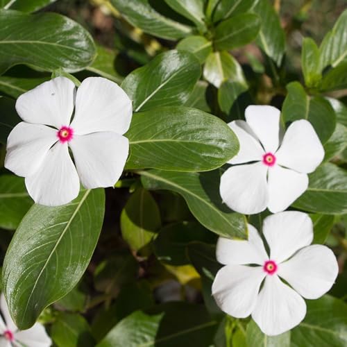 Outsidepride Bright Eyes Periwinkle Seeds for Planting – 4000 Pcs Annual, Fast-Blooming, Heat & Drought Tolerant Vinca Flower Seeds with Vibrant Colors Ideal for Gardens, Beds, Borders & Containers