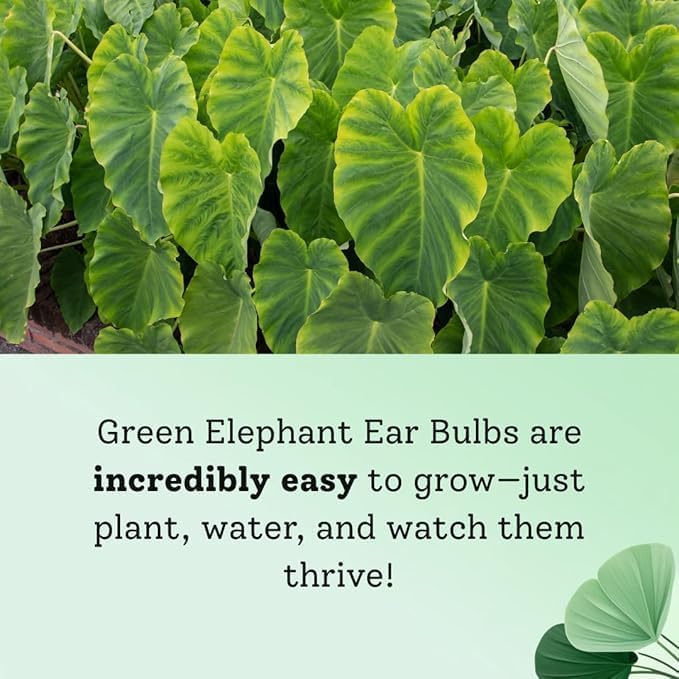 15 Green Dwarf Taro Elephant Ear Water Lily Pond Water Plant Bulbs by Greenhouse PCA