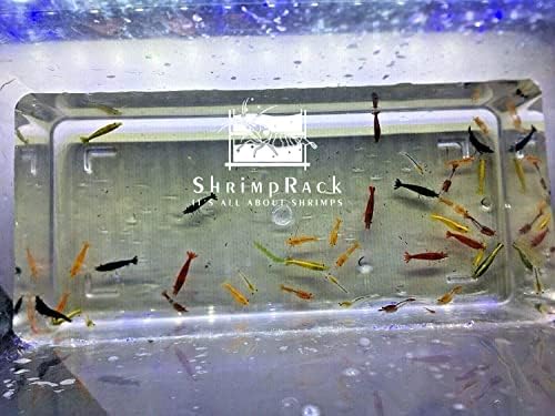 ShrimpRack™ 20 Mixed Color Neocaridina Shrimp Live Freshwater Aquarium Shrimps Beeding Age Young Adults 1/2-1 inch Long. Live Arrival Guarantee.