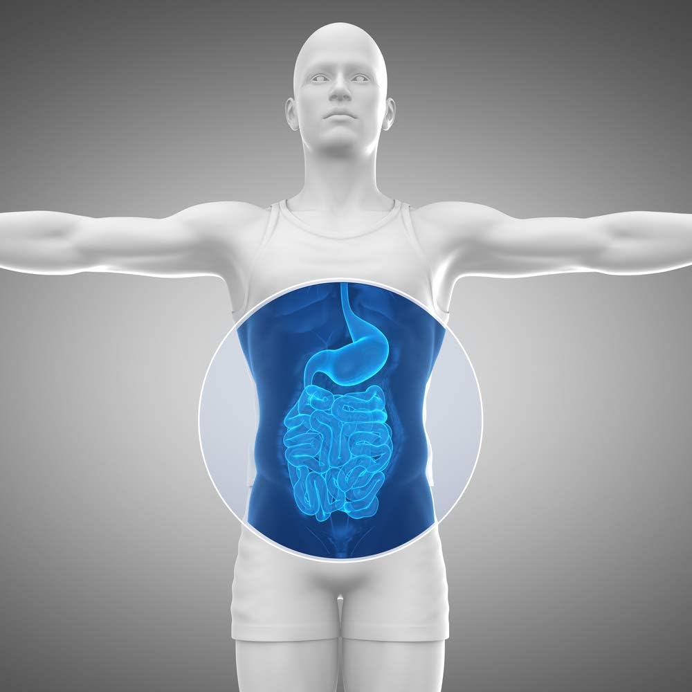 Gut Food and Repair- GI Tract & Leaky Gut Repair Powder with Trademark Prebiotics, Glutamine, Marshmallow Root, Slippery Elm Bark, Colostrum