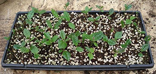 Green Tea Plant Seeds - Camellia sinensis, also known as Tea Plant, Tea Tree (10 Seeds)