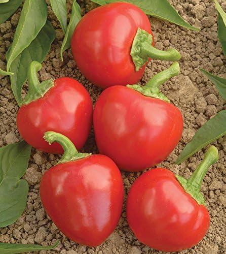 Sweet Red Cherry Pepper Seeds (Capsicum annuum) – 25+ Non GMO & Heirloom Seeds by Isla’s Garden Seeds, Compact Round Peppers for Stuffing