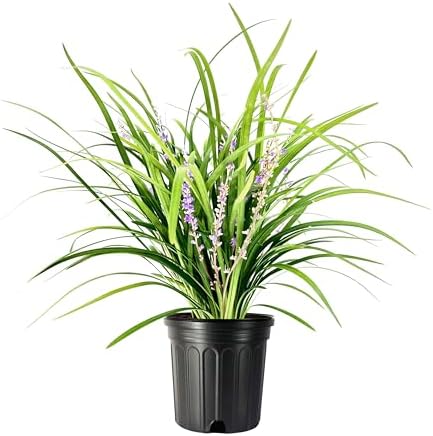 Liriope Super Blue | 10 Live Plants | Liriope muscari 'Super Blue' | Ornamental Ground Cover Plants | Shade-Tolerant Landscaping Perennial