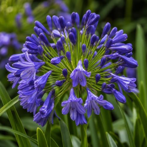 Storm Cloud | 3 Live Plants | Agapanthus Africanus | Drought Tolerant Perennials, Blue Flowering Plant, Long Blooming Garden, Evergreen Foliage