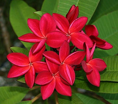 Red Plumeria Frangipani Plant Cutting Hawaii Cx8