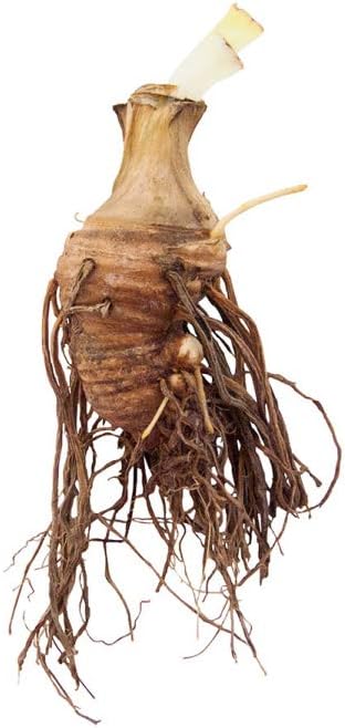 Breck's Bulbs and Perennials Cat's Eye Dwarf Bearded Iris, Live Bareroot Plant, Rose-red Flowers (1-Pack)