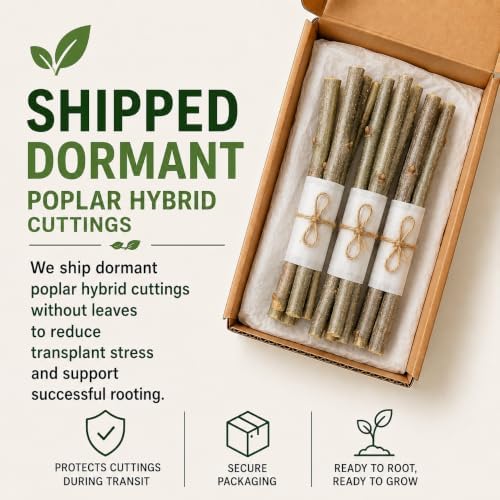 10 Hybrid Poplar Tree Cuttings