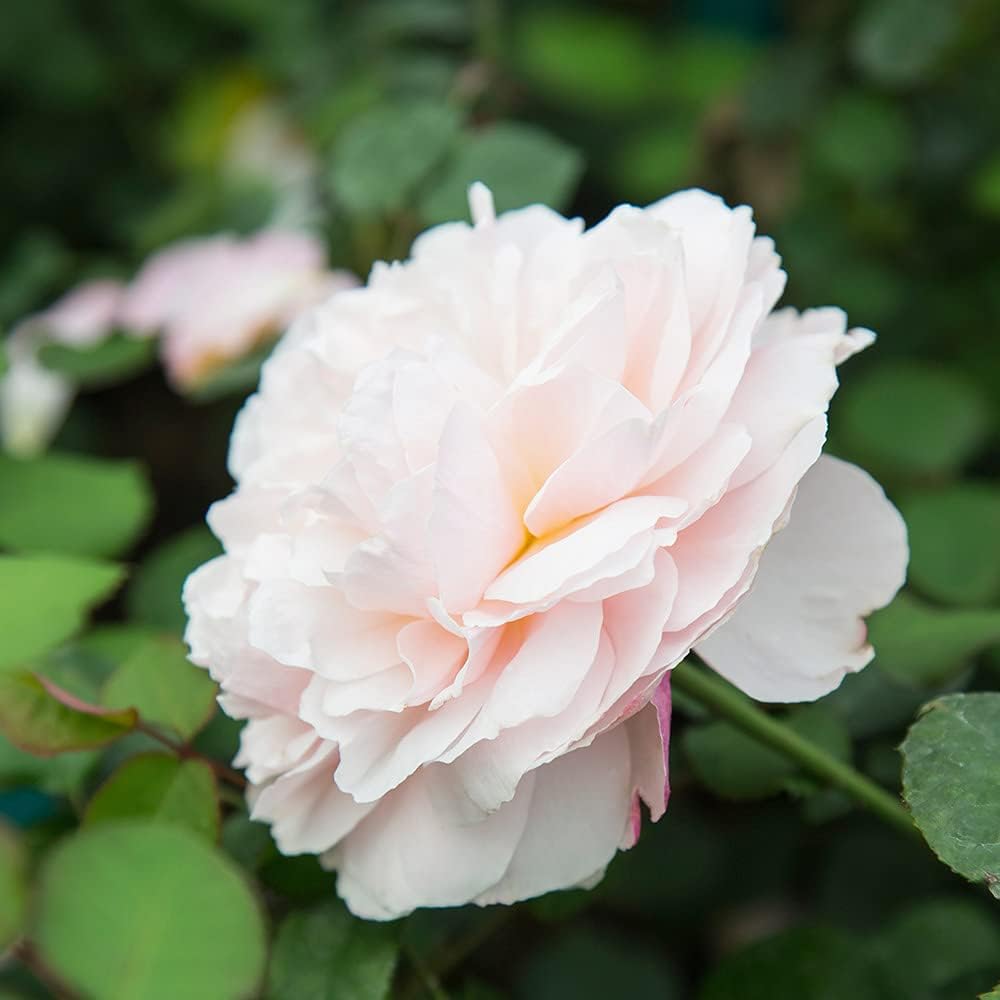 Heirloom Shrub Roses, Live Own Root Plant, Moonlight in Paris® | Moderately Fragrant, Hardiness Zones: 6-9, Repeat Blooming, For Outdoor Gardens