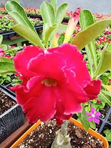 New!! U.S. Seller 50 Fresh Desert Rose Seeds Mixed Colors Adenium Desert Rose 50 Pack Single and Multi Colored Flowers Fresh Seeds