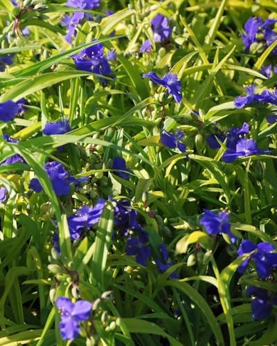 Perennial Farm Marketplace Tradescantia andersoniana 'Sweet Kate' (Spiderwort) Perennial, Size-#1 Container, Brilliant Gentian Blue Flowers
