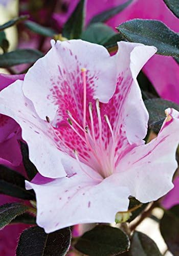 Encore Azalea Autumn Twist (2 Gallon) Pink Flowering Shrub Alive/Full Sun Live Outdoor Plant/Evergreen Plants Purple Pink Flowering Shrub - Full Sun