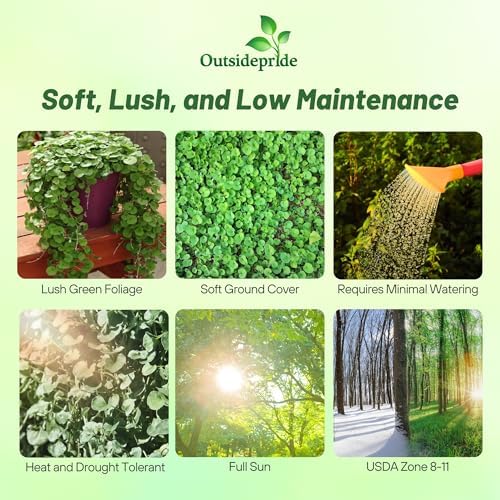 Outsidepride Perennial Dichondra Repens Seeds - 2 lbs Dense Green, Low-Maintenance Ground Cover Seeds for Planting, Ideal Lawn Alternative in Sun or Shady Areas & Erosion Control in USDA Zones 8-11