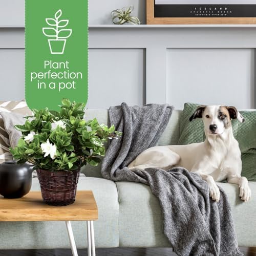 American Plant Exchange Gardenia Tree – Live Evergreen in Large 8-Inch Pot, Fragrant White Blooms, Easy-Care Indoor & Outdoor Flowering Tree for Home, Patio & Garden Décor