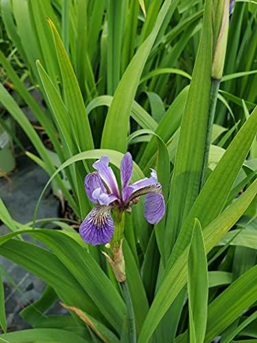 Iris versicolor (Northern Blue Flag Iris) Perennial, blue flowers, 1 - Size Container